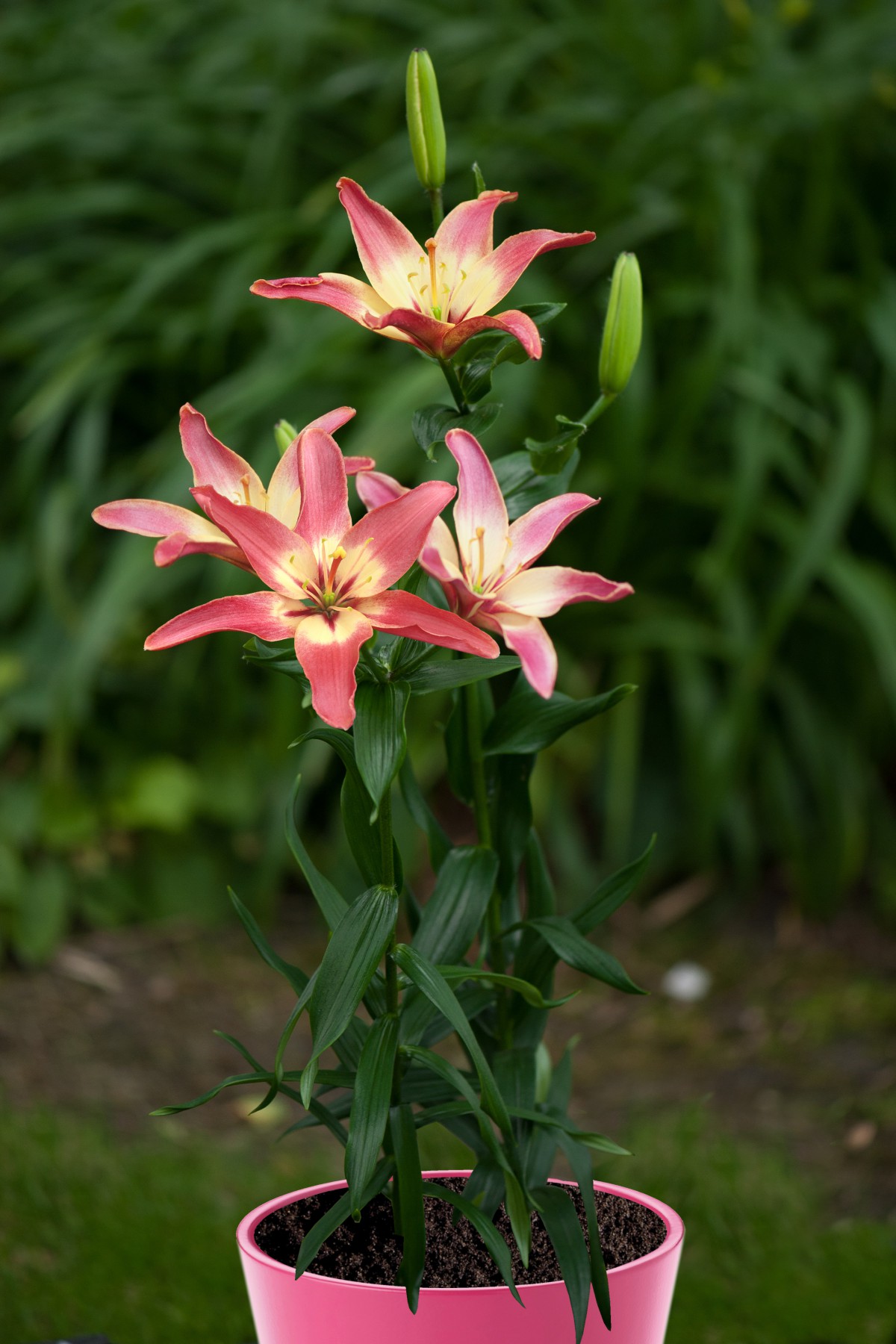 Easy Dream Lily Bulb 