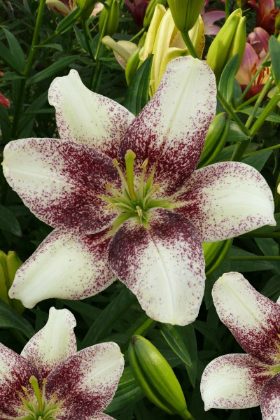 lily bulb Easy Spot