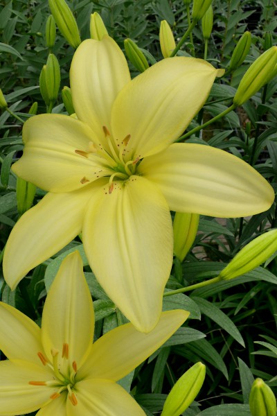 lily bulb Easy Vanilla