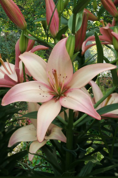 lily bulb Easy Waltz