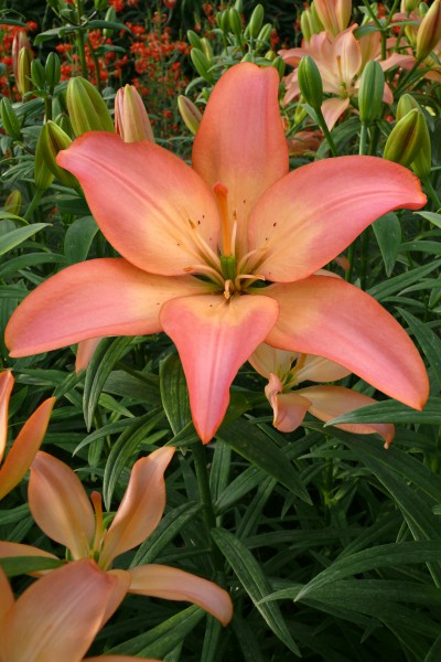 lily bulb Easy Whisper