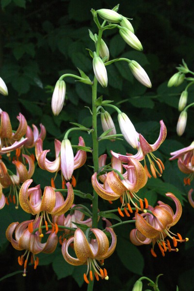 Fairy Morning 5 lilly bulbs