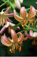 lily bulb Fairy Morning