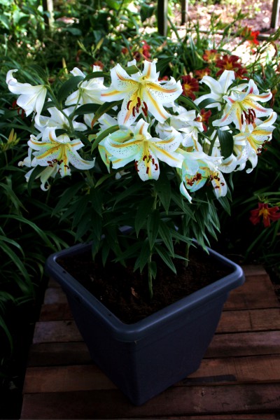 Garden Party 5 lilly bulbs