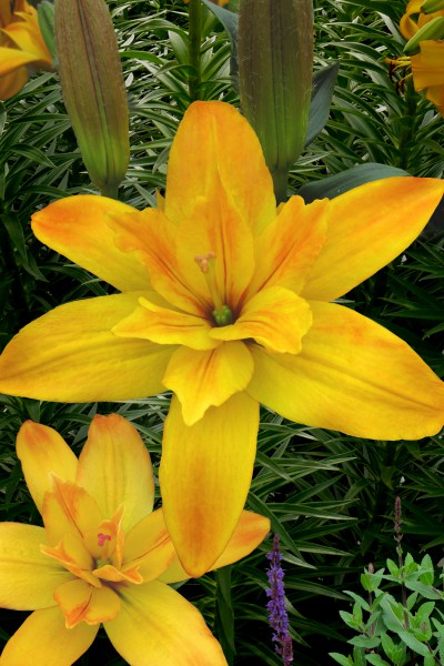 Gold Twin 5 lilly bulbs