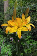 lily bulb Gold Twin