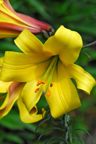 lily bulb Golden Splendor
