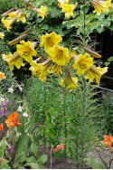 lily bulb Golden Splendor