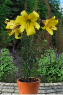 lily bulb Golden Splendor