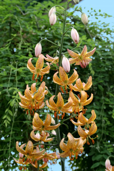 Guinea Gold 5 lilly bulbs