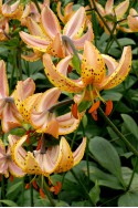 lily bulb Guinea Gold