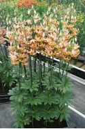 lily bulb Guinea Gold