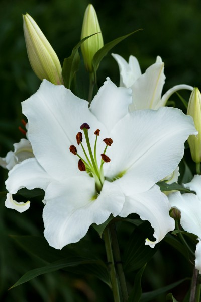 lily bulb Indus