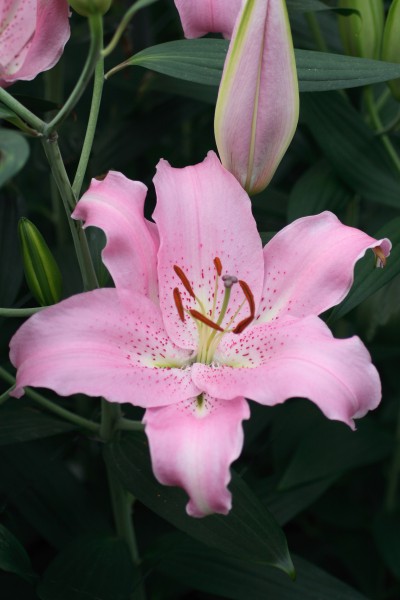 lily bulb Josephine