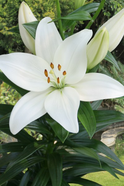 lily bulb Kent