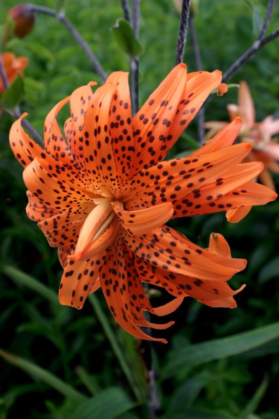 lily bulb Lancifolium Flore Pleno