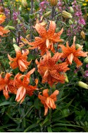 lelie bollen Lancifolium Flore Pleno