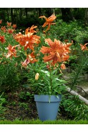 lelie bollen Lancifolium Flore Pleno