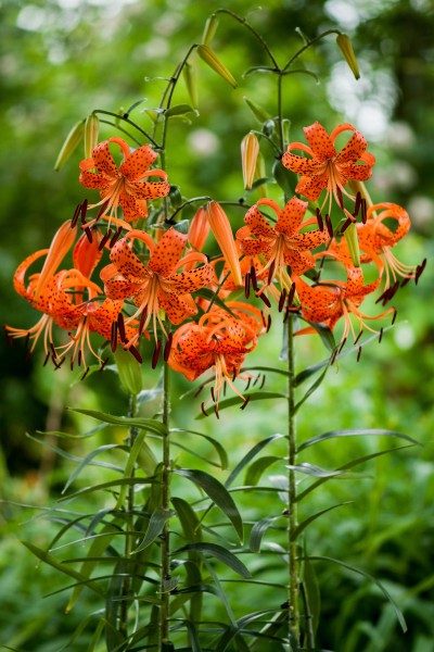 Lancifolium Splendens 5 lilly bulbs