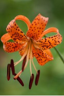 lily bulb Lancifolium Splendens