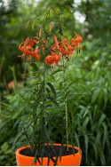 lily bulb Lancifolium Splendens