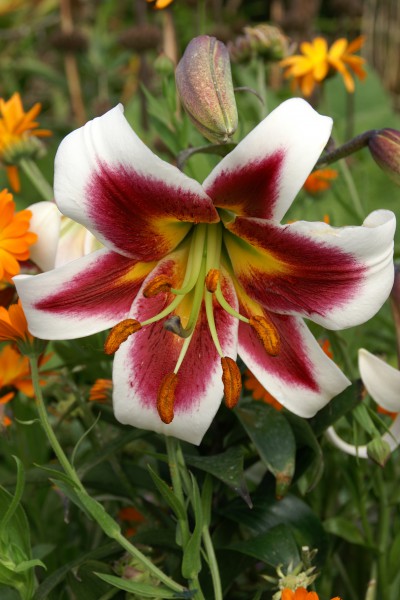 lily bulb Leslie Woodriff
