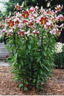 lily bulb Leslie Woodriff