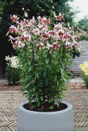 lily bulb Leslie Woodriff