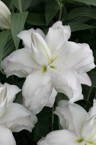 lily bulb Lotus Beauty