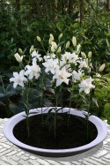 lily bulb Lotus Beauty