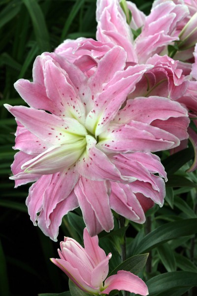 lily bulb Lotus Elegance