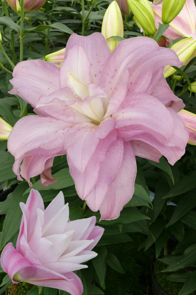 lily bulb Lotus Spring