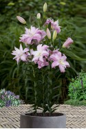lily bulb Lotus Spring
