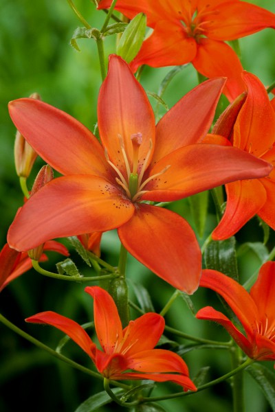 Mandarin Star 5 lilly bulbs