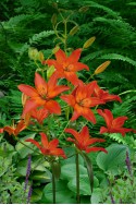 lily bulb Mandarin Star