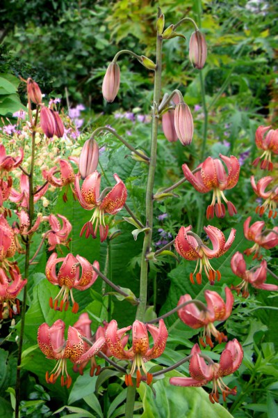 lily bulb Manitoba Morning