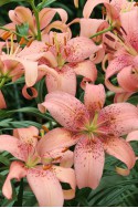 lily bulb Morpho Pink