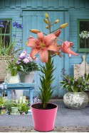 lily bulb Morpho Pink