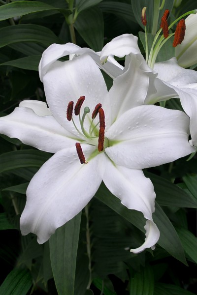 Mount Aspiring 5 lilly bulbs