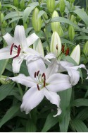 lily bulb Mount Aspiring