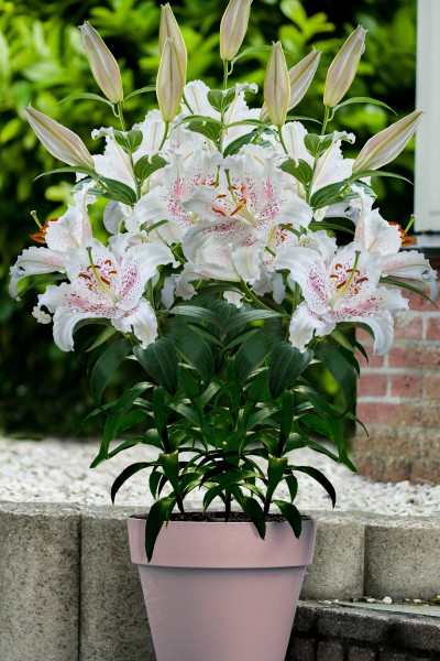 lily bulb Muscadet