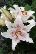 lily bulb Muscadet