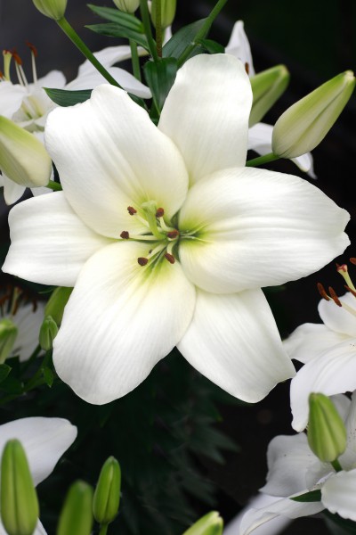 lily bulb Navona