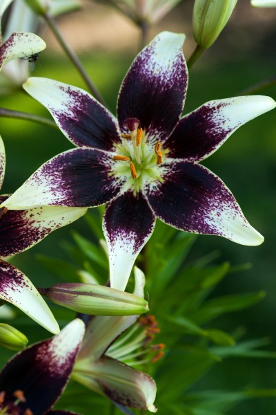 lily bulb Nettys Pride