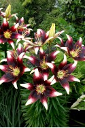 lily bulb Nettys Pride