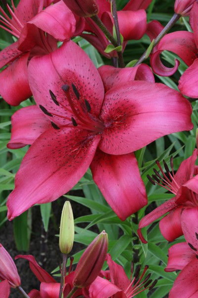 AOA hybrid lily bulbs | Lets grow me