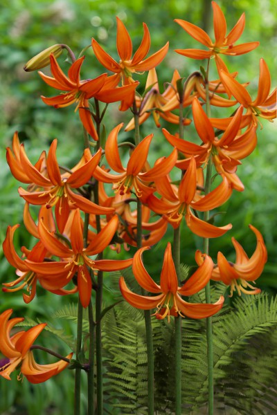 lily bulb Orange Marmalade