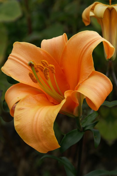 lily bulb Orange Planet