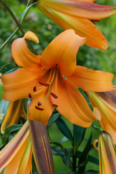 Orange Space 5 lilly bulbs