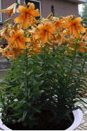 lily bulb Orange Space